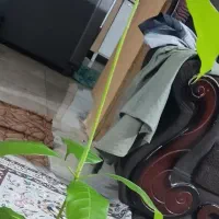 سه تا نهال انبه پاکستانی