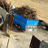 خرید ریشه درخت میوه و درخت سقفی