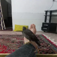 مینا|پرنده|سرخس, |دیوار