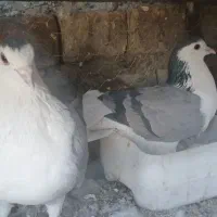 کبوتر دمگیر