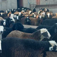 بره نر پای پروار داشتی|حیوانات مزرعه|محمدبار, |دیوار