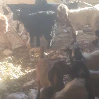 بزغاله چهارده عدد چهار عدد نر ده عدد ماده سالم|حیوانات مزرعه|سبزوار, اسلام آباد|دیوار