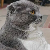 واگذاری گربه اسکاتیش بلو فولد نر عقیم نشده|گربه|کرج, شهرک بنفشه|دیوار