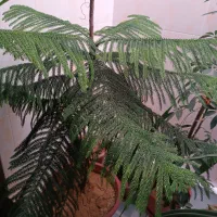 فروش گل آپارتمانی