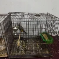 سهره نر دورگ