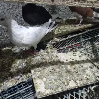 کبوترپرشی|پرنده|سلطانیه, |دیوار