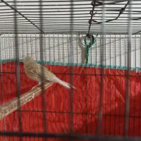 قناری آهویی ماده|پرنده|شیراز, شاهجیان|دیوار