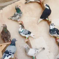 کفتر سورور پرشی قره خطی