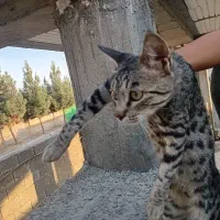 گربه|گربه|انبارآلوم, |دیوار