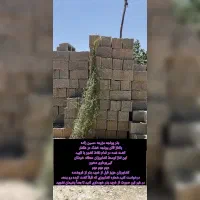 بذر یونجه با بازدهی بالا