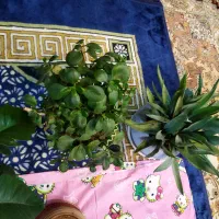 تعدادی گل و گیاه|گل و گیاه طبیعی|شاهینشهر, شهرک هشت بهشت|دیوار