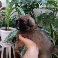 پامرانین|سگ|مشهد, کوی دروی|دیوار