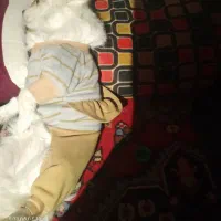 سگ پامر سفید|سگ|اهواز, سید خلف|دیوار