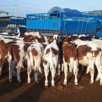 گاو گوساله سیمینتال|حیوانات مزرعه|سیمین شهر, |دیوار