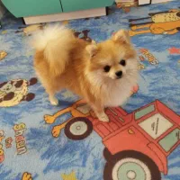 سگ پامر|سگ|کرمان, |دیوار