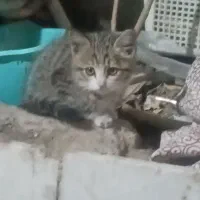گربه