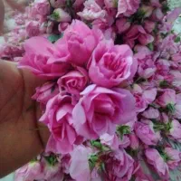 گل محمدی بیار گلاب  ببر