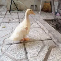 اردک سرحال بازیگوش