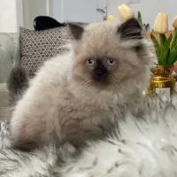 فروش1 بچه گربه اسکاتیش هیمالین اصیل و سالم ماده|گربه|کرمان, |دیوار