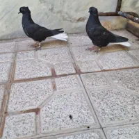 کبوتر زاغ دم سفید