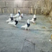 فروش کبوتر