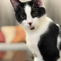 واگذاری گربه رایگان