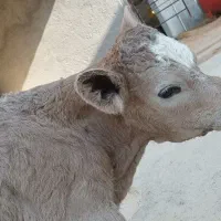 گوساله شاروله|حیوانات مزرعه|سرپل ذهاب, |دیوار