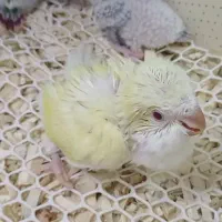 راهب سرلاکی کرمینو