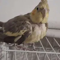 دو تا طوطی عروس یکی بال شکسته یکی سالم تکی هم میدم