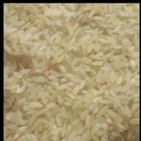 برنج کامفیروزی