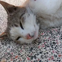 واگذاری گربه