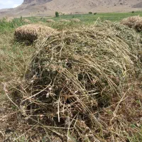 یونجه ناب روستای شوریک