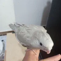 جوجه عروس هلندی|پرنده|قیدار, |دیوار