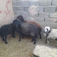 فروش دو عدد میش و بره افشار