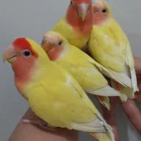 چهارتا طوطی برزیلی سخنگو