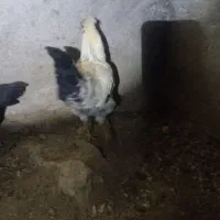 خروس|حیوانات مزرعه|رزن, |دیوار