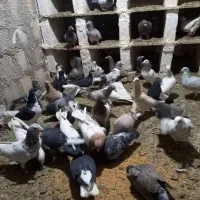 رنگی و دورگ|پرنده|مبارکه, |دیوار