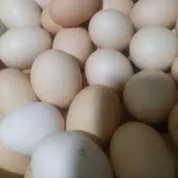 تخم مرغ خانگی