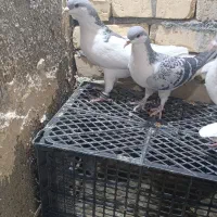 ۲۵کفتر رنگه درجه یک قلدرپابلند|پرنده|کاشمر, |دیوار