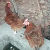 فروش مرغ گلپایگان