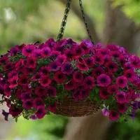 گل اطلسی