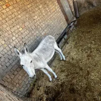 الاغ نر|حیوانات مزرعه|خرقان, |دیوار