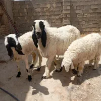 سه گوسفند مری آبست با یک قوچ کامورایی