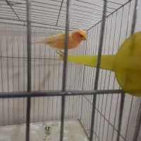 قناری سرخ سوخته آگات پرتقالی