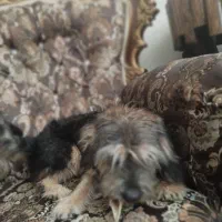 سگ خونگی|سگ|فردیس, شهرک ارم|دیوار