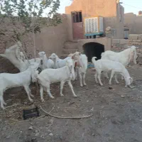 فروش ۸راس بز ودوراس نربز گلابی اصل وزیر گلودار