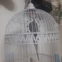 عروس هلندی گمشده|پرنده|مشهد, چهارچشمه|دیوار