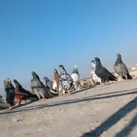 کفتردم سفید