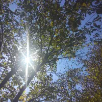 1200متر مربع باغ با سند تک برگ|فروش زمین و ملک کلنگی|رینه, |دیوار