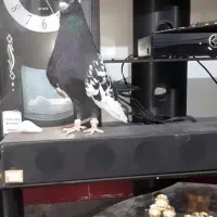 حلقه پای کبوتر.یراق